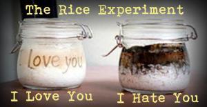 love hate rice experiement